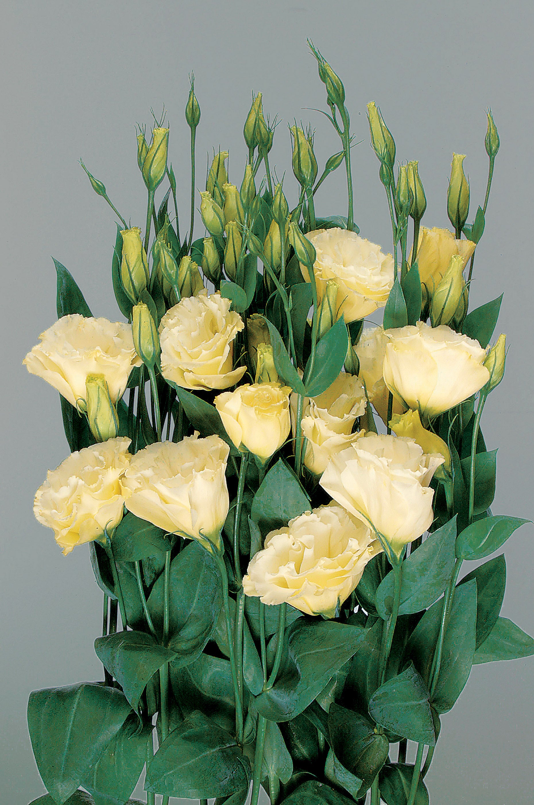 Yellow Perennial Lisianthus Flower Seeds - Heirloom Non GMO High Germination Flower Seeds for Home Garden Planting