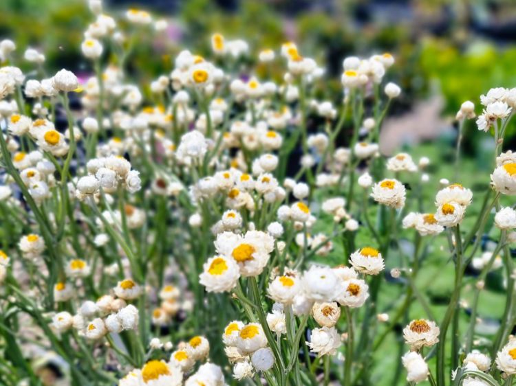Ammobium Alatum Flower Seeds - Heirloom Non GMO High Germination Garden Planting Seeds