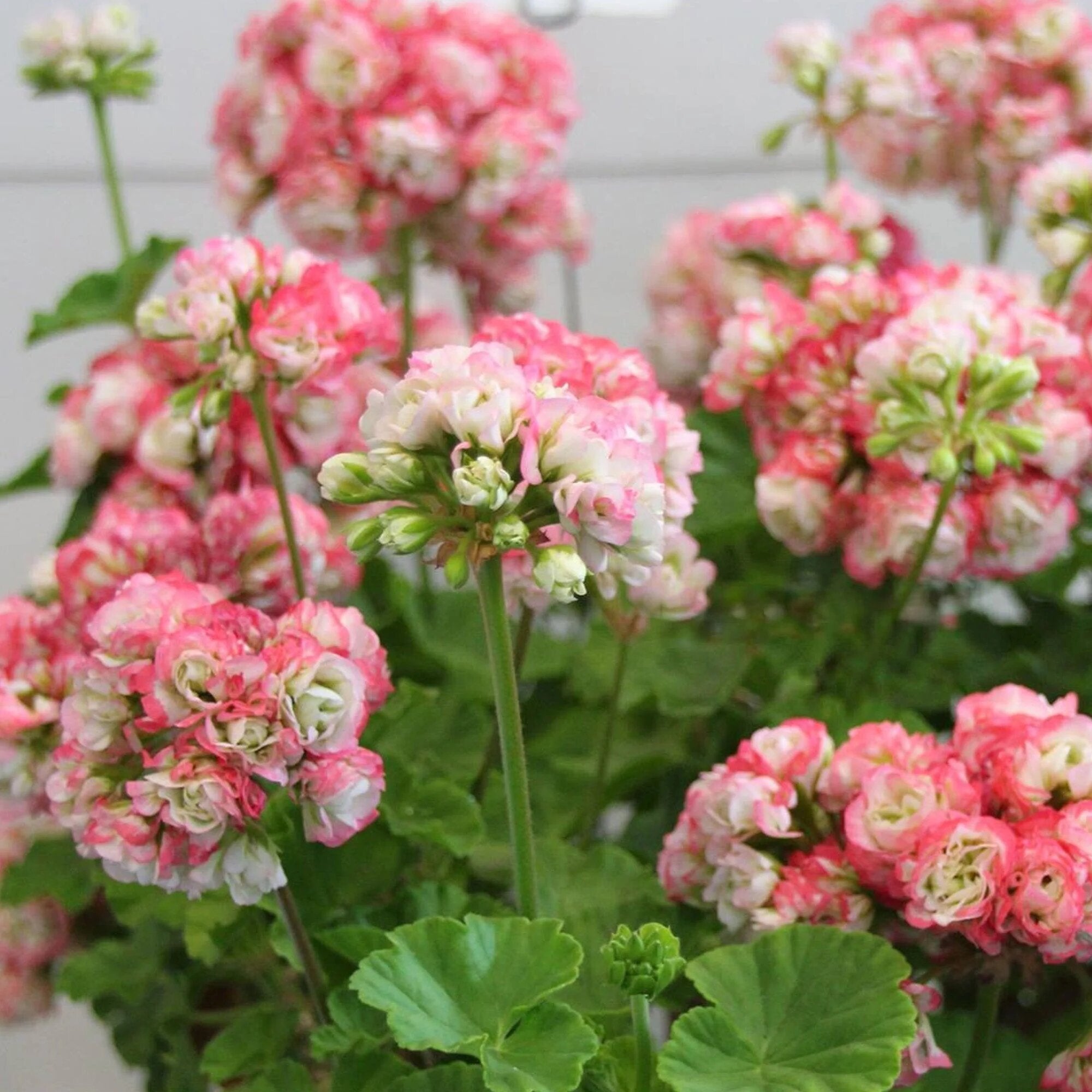Apple Geranium Flower Seeds
