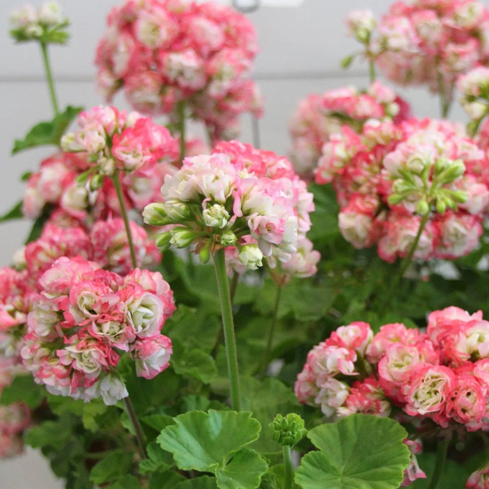 Rare Rosebud Geranium Flower Seeds