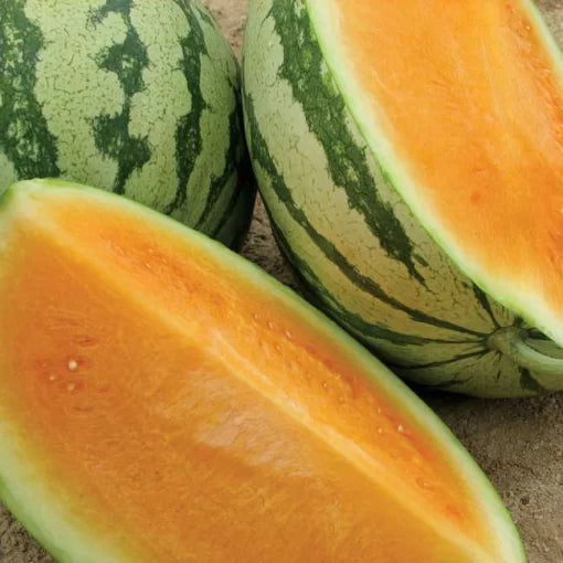 orange crisp watermelon high organic Fruit Seeds organic garden seeds