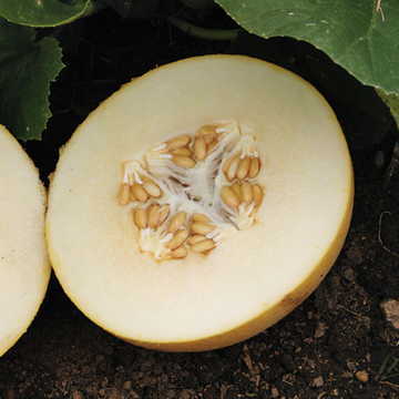 dove hybrid melon smooth pale green early sweet melons high organic Fruit Seeds organic garden seeds