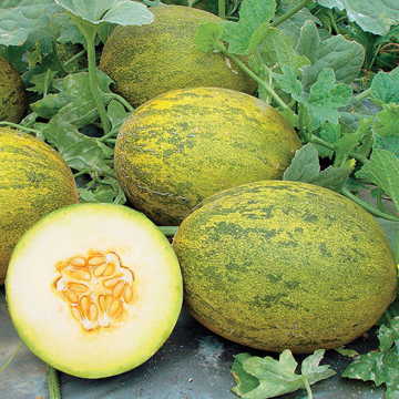 lambkin hybrid melon sweet green fleshed piel de sapo melons high organic Fruit Seeds organic garden seeds