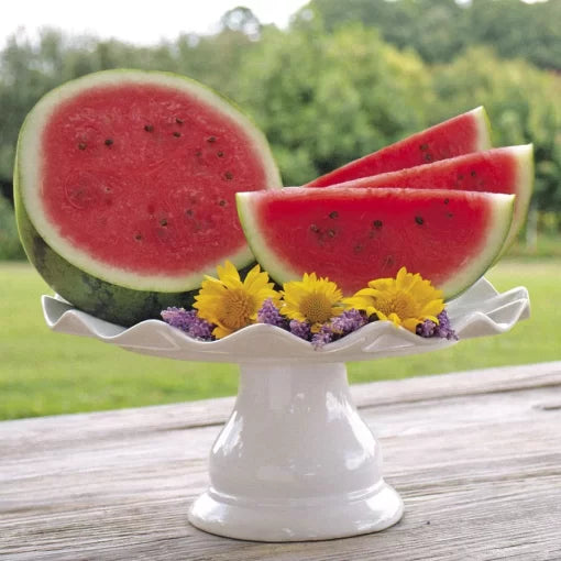 jenny hybrid watermelon small round early sweet watermelons high organic Fruit Seeds organic garden seeds