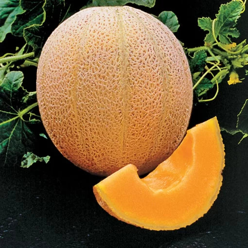 hale s best organic cantaloupe high Fruit Seeds organic garden seeds