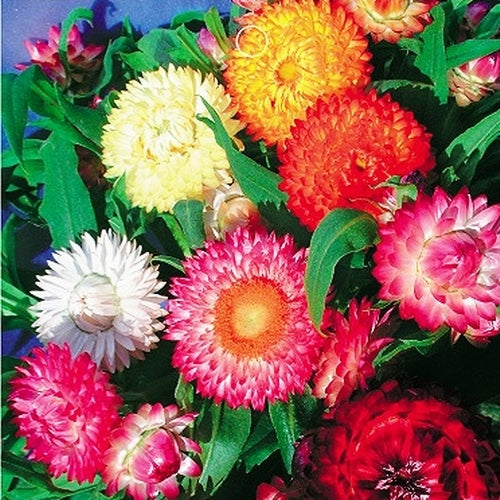 Helichrysum Flower Seeds - Heirloom Non GMO High Germination Flower Seeds for Home Garden Planting