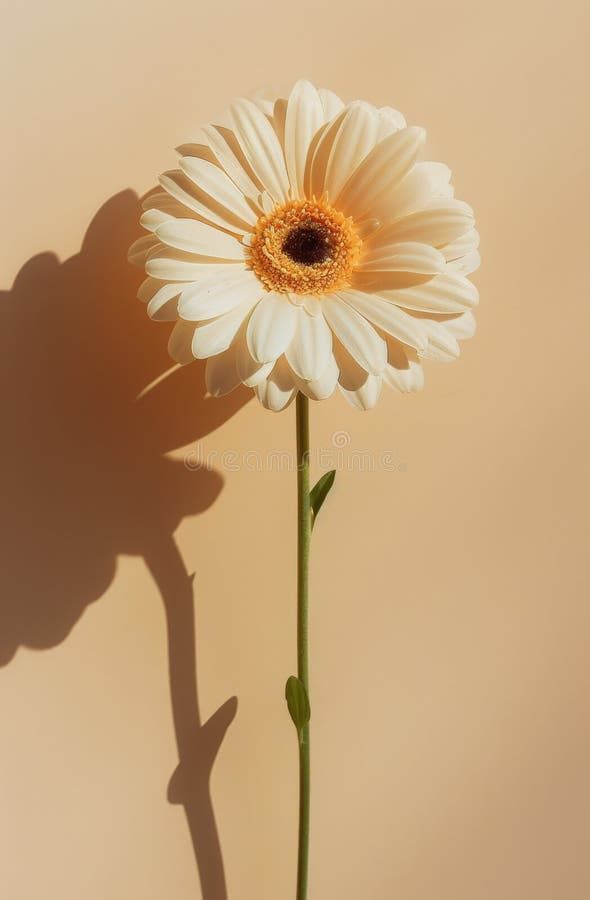 White Gerbera Daisy Flower