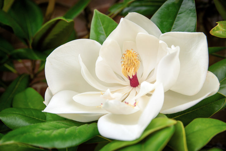 White Magnolia Yulan Flower Seeds for Planting Heirloom Non-GMO High Germination Organic Garden Seeds for Home Garden