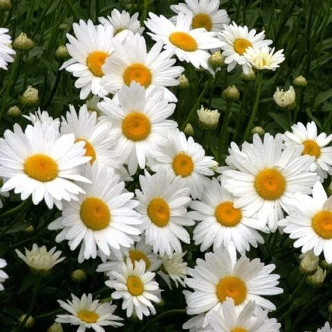 Daisy Flower Seeds - Heirloom Non GMO High Germination Premium Garden Seeds for Planting