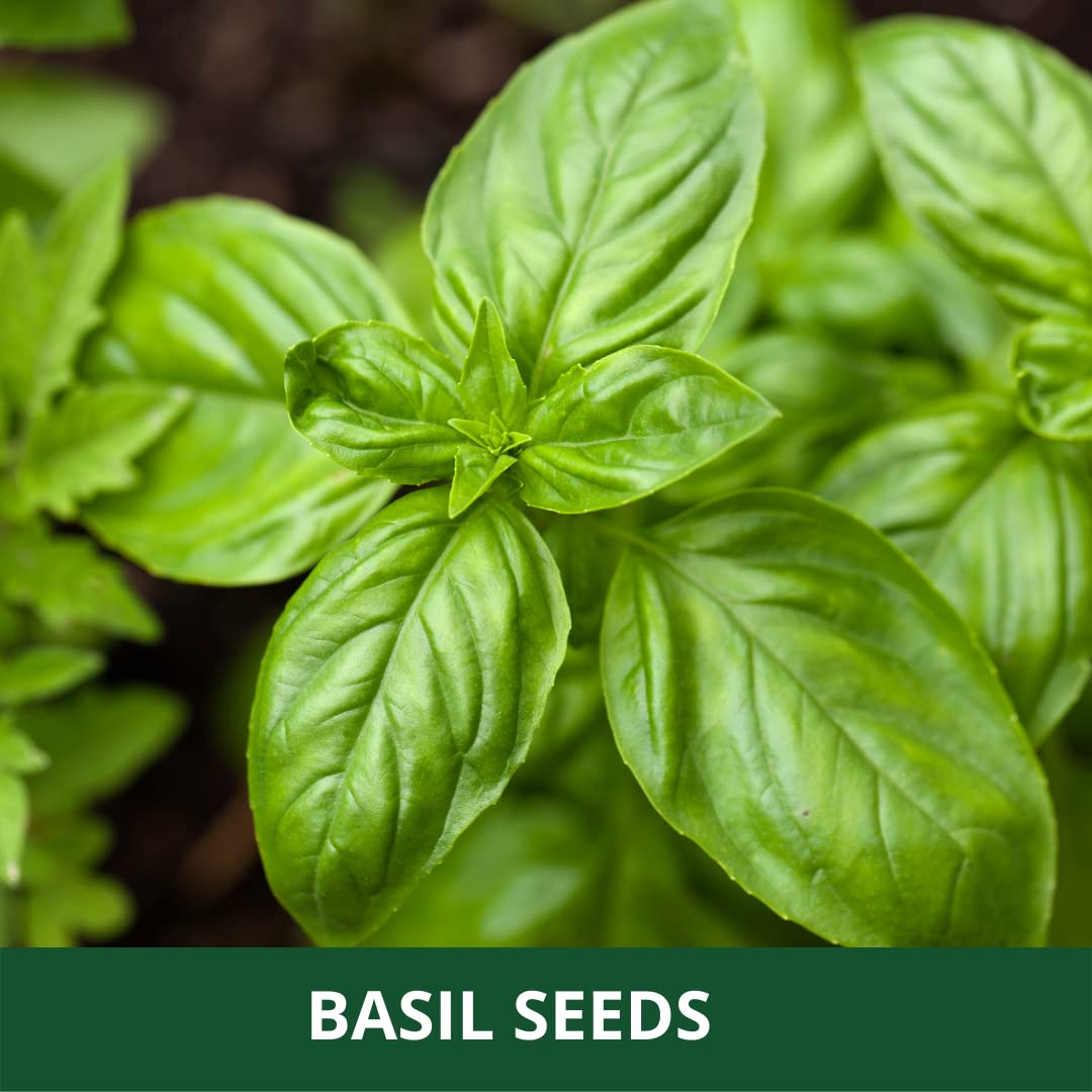Basil Plant Seeds for Growing Green herb seeds - fresh harvest, sustainable gardening garden seeds