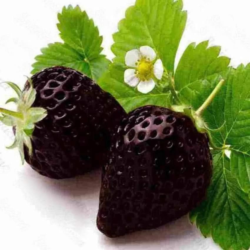 Black Strawberry Fruit For Gardens Cultivation For Sustainable Orchard Growing Fruit Seeds