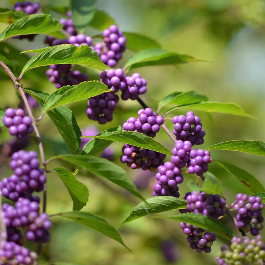 purple callicarpa fruit vibrant and beautiful Fruit Seeds