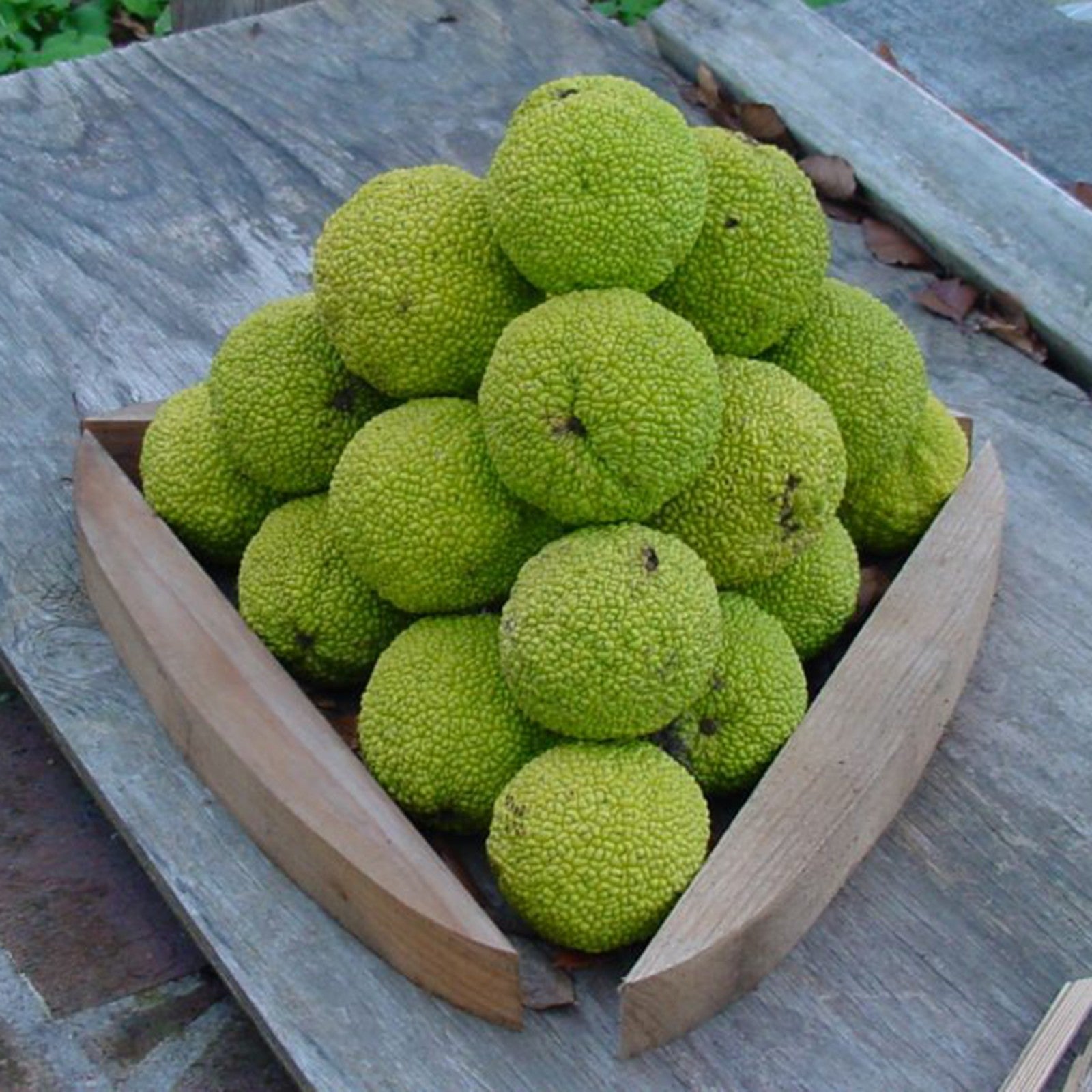 maclura pomifera tree osage orange fruit hedge horse apple green grow your own Fruit seeds
