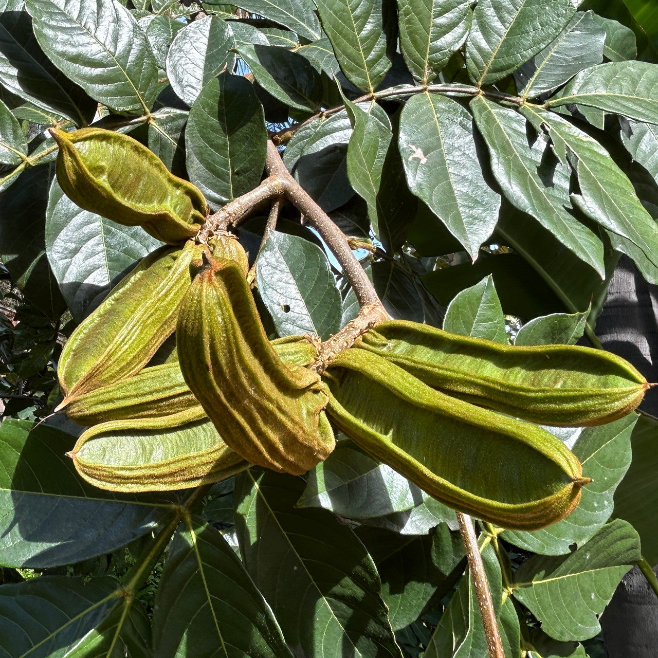 inga edulis plant tropical delight for Fruit Seeds