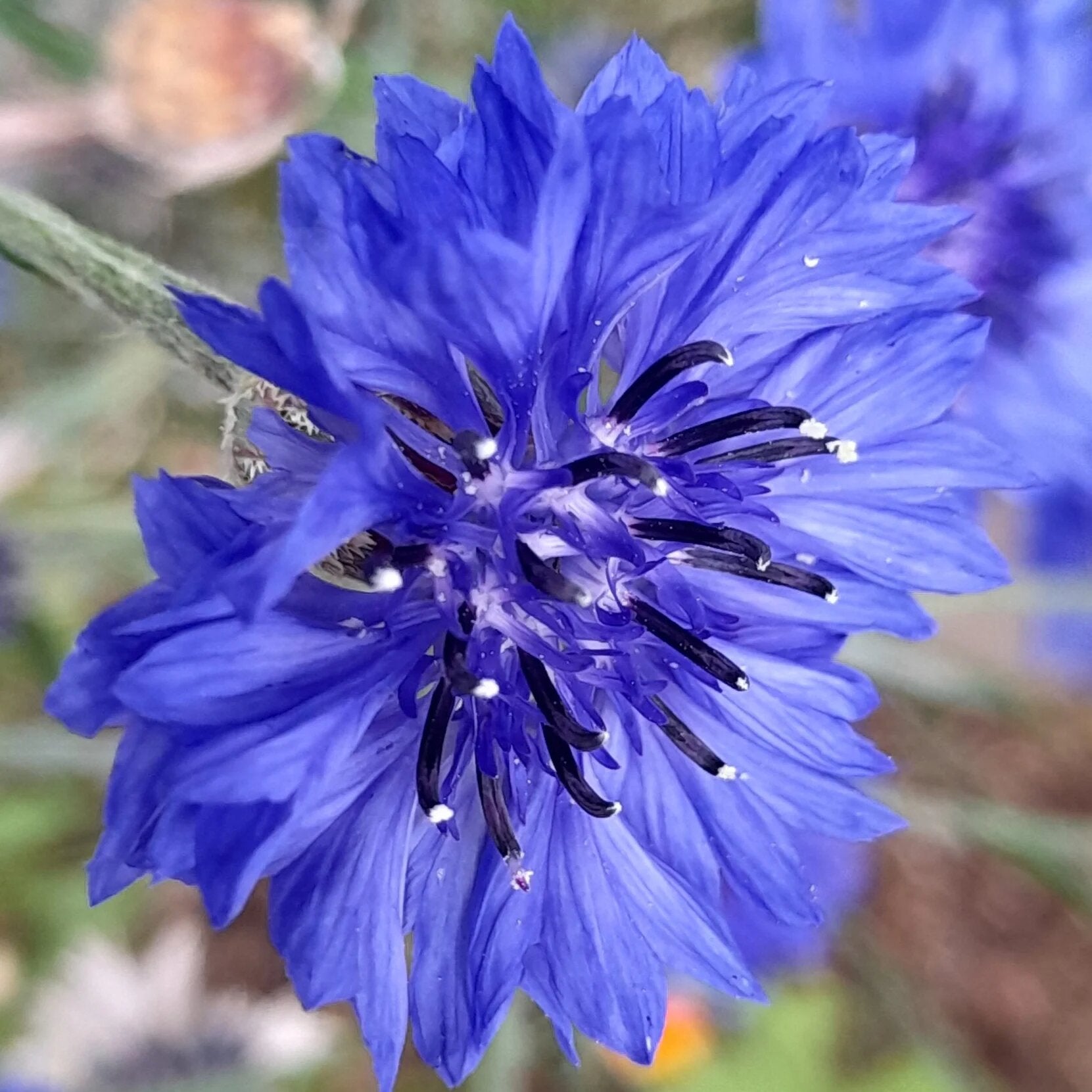 Centaurea Flower Seeds