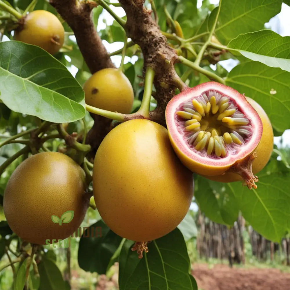 Passion Light Orange Color Variety Fruit Seeds