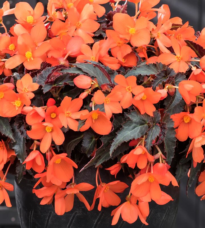 Orange Begonia Boliviensis Flower Seeds