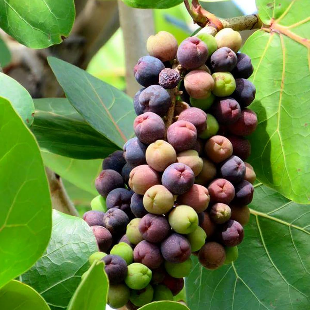 Seagrapes Ideal Coastal Gardens Fruit Seeds