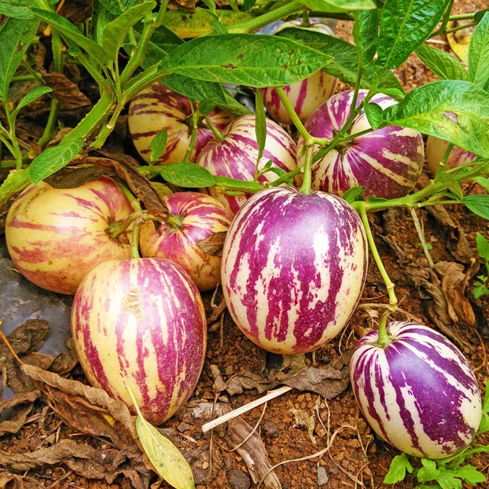 Rare Giant Purple Pepino Plant Fruit Seeds