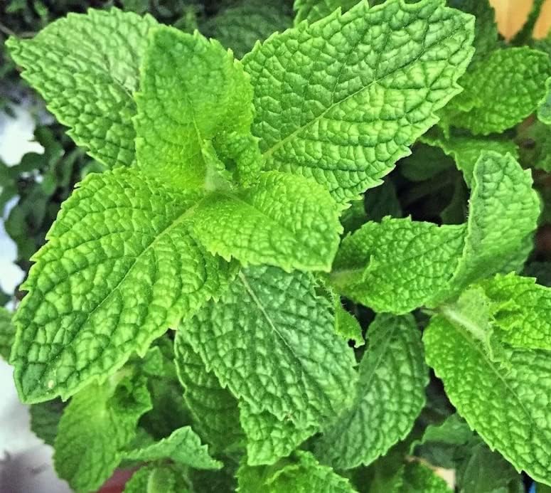 Basil Plant Seeds for Growing Green herb seeds - heirloom, natural growing garden seeds