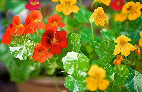 Red Organic Cress Flower Seeds