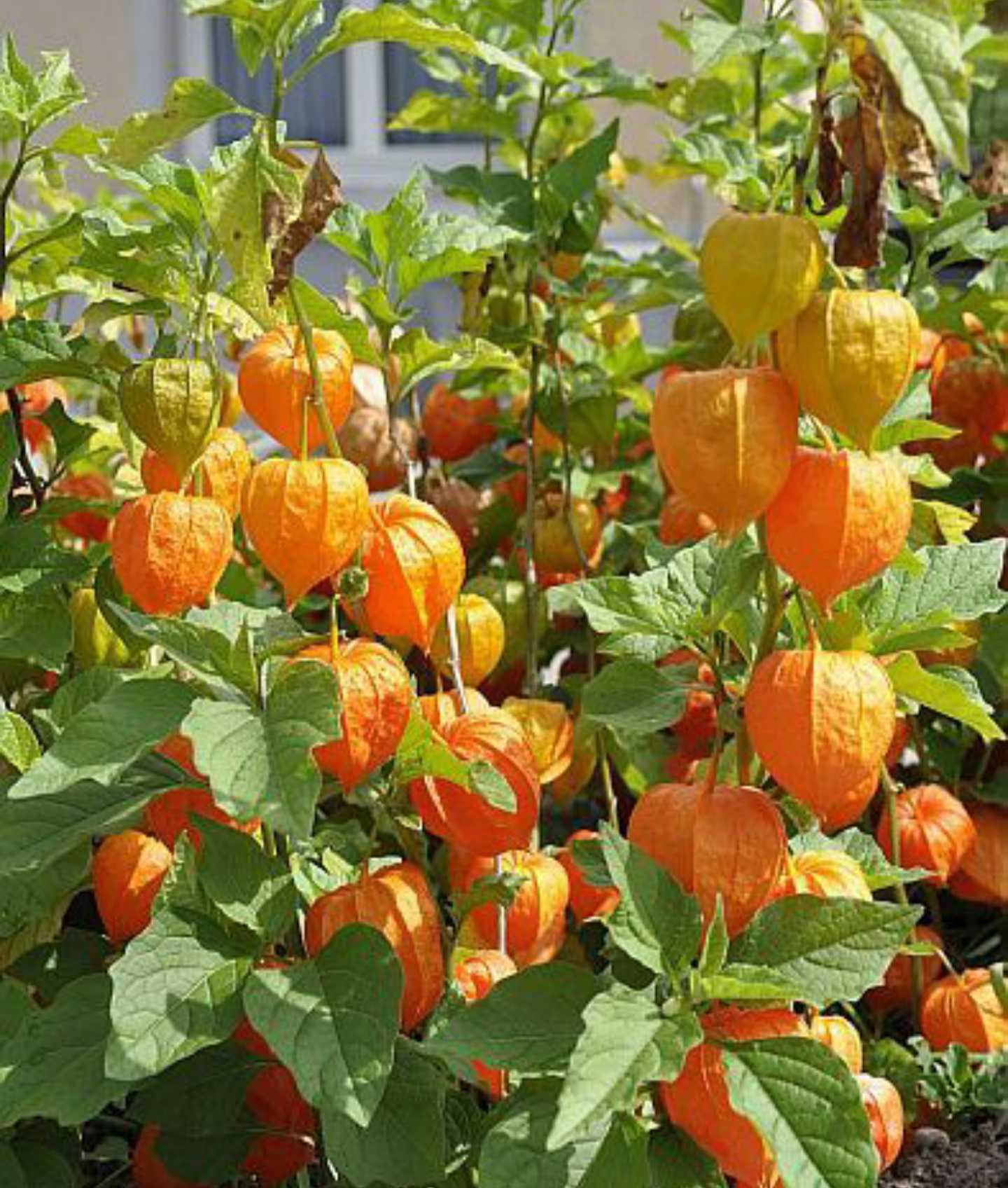 Gooseberries Fruit Tart And Flavorful Berries Fruit Seeds