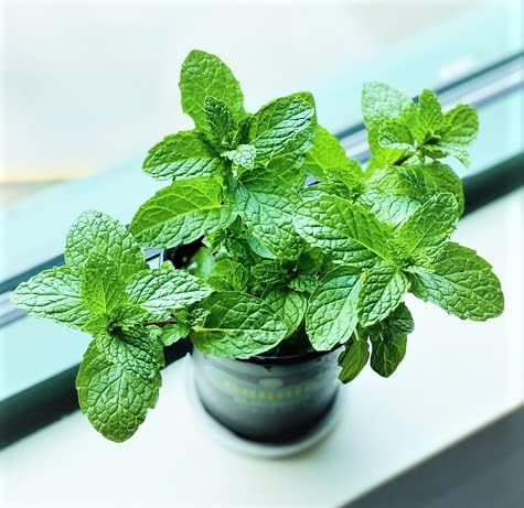 Mint Plant Seeds for Planting and Growing Green herb seeds - terrace planting, organic garden seeds