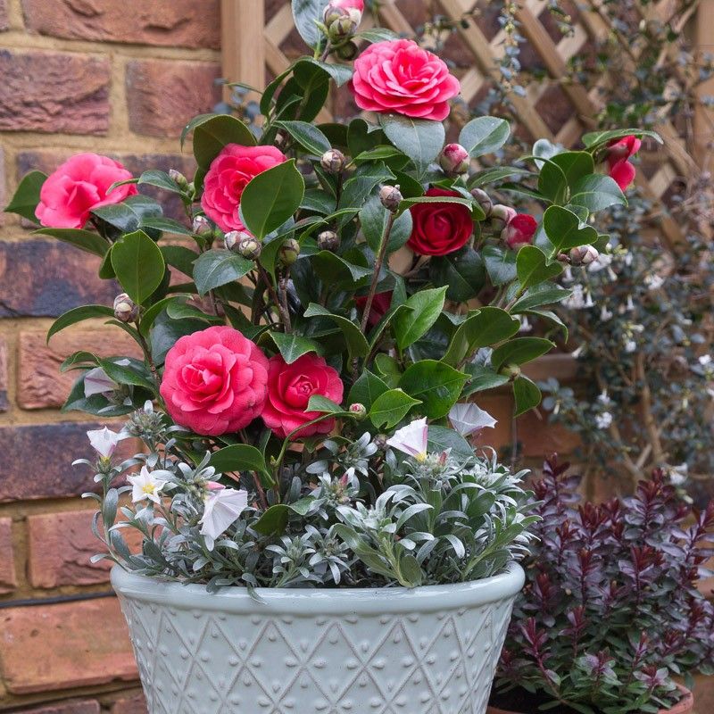 Pink Camellia Flower Seeds Easy Grow Blossoms for Pots and Backyard Spaces - Heirloom Non GMO High Germination Organic G