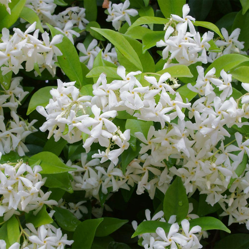 White Climbing Jasmine Flower Seeds – , , Seeds - Heirloom Non GMO High Germination Organic Flower Seeds for Planting
