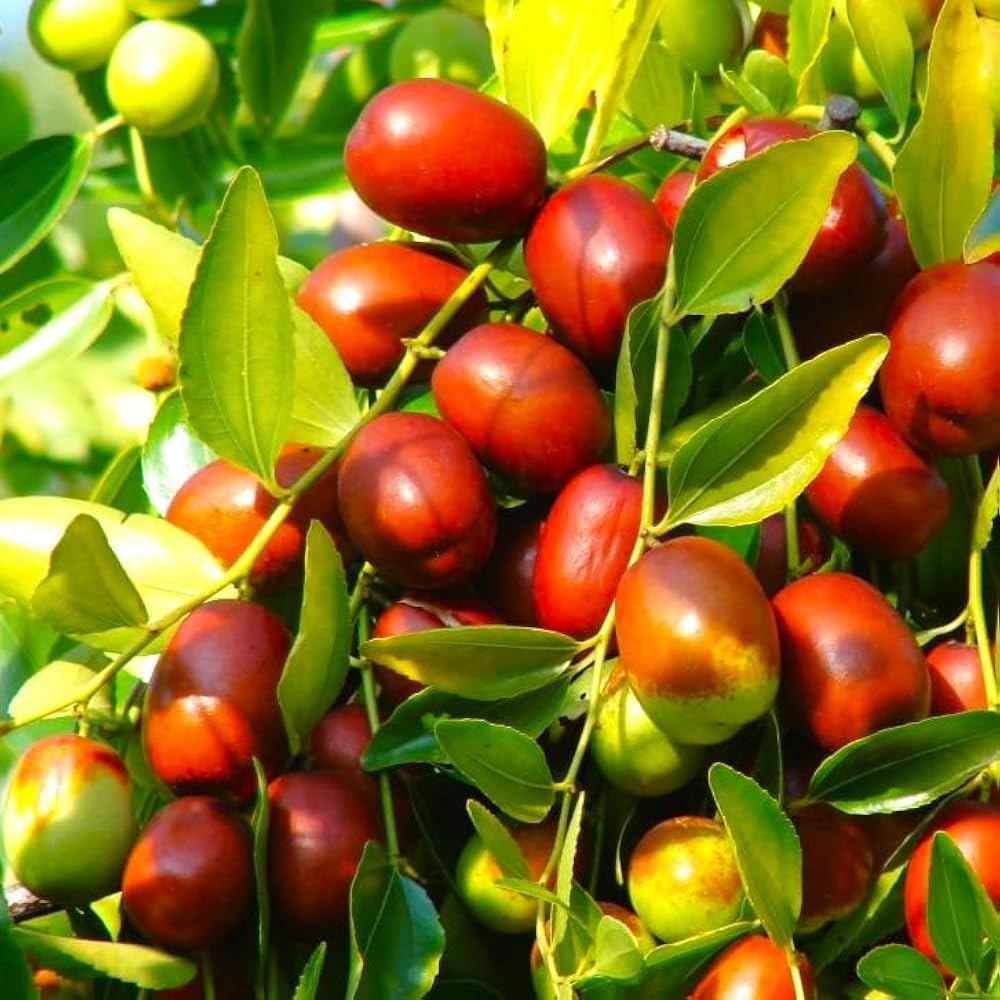 heirloom marron jujube fruit for planting Fruit Seeds