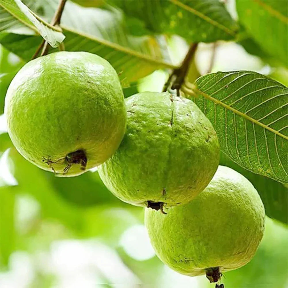 guave fruit tropical sweetness for your Fruit Seeds