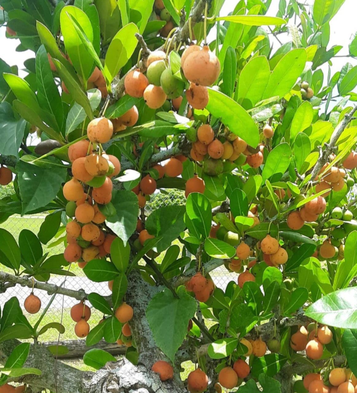 ebony fruit a rare and beautiful Fruit Seeds