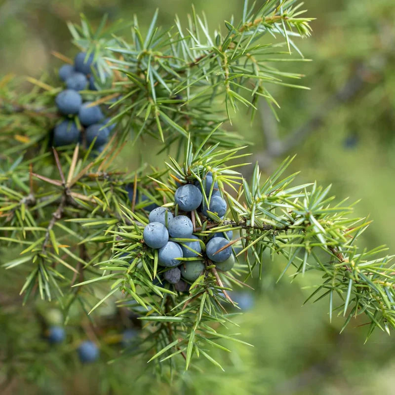 blue juniper berry heirloom non gmo Fruit Seeds