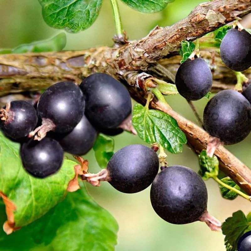 black gooseberry fruit for planting tart Fruit Seeds