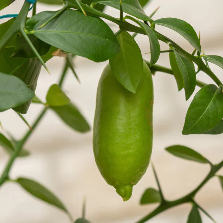 Collette Finger Lime Zesty Unique Fruit Seeds