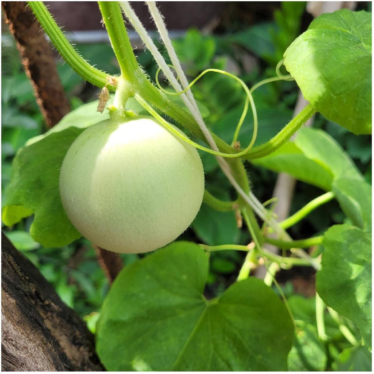 Honey Melon Fruit Sweet And Refreshing Melons Fruit Seeds
