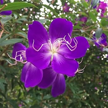 Purple Viola Flower Seeds