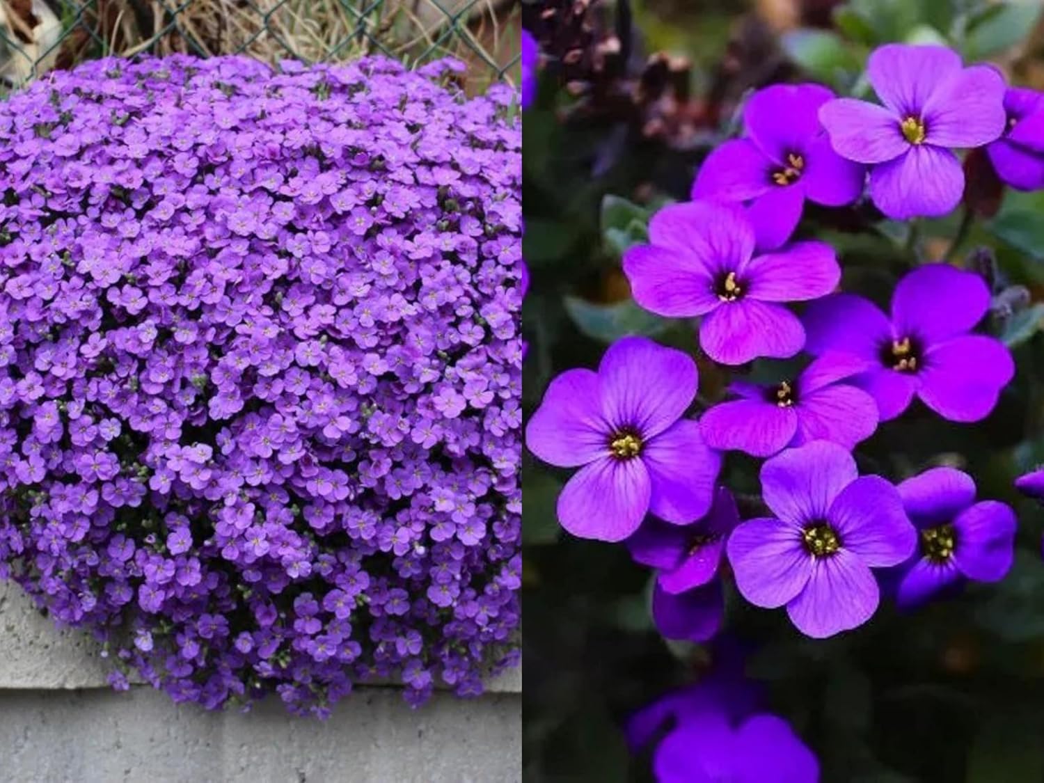 Mixed Cress Aubrieta Flower Seeds
