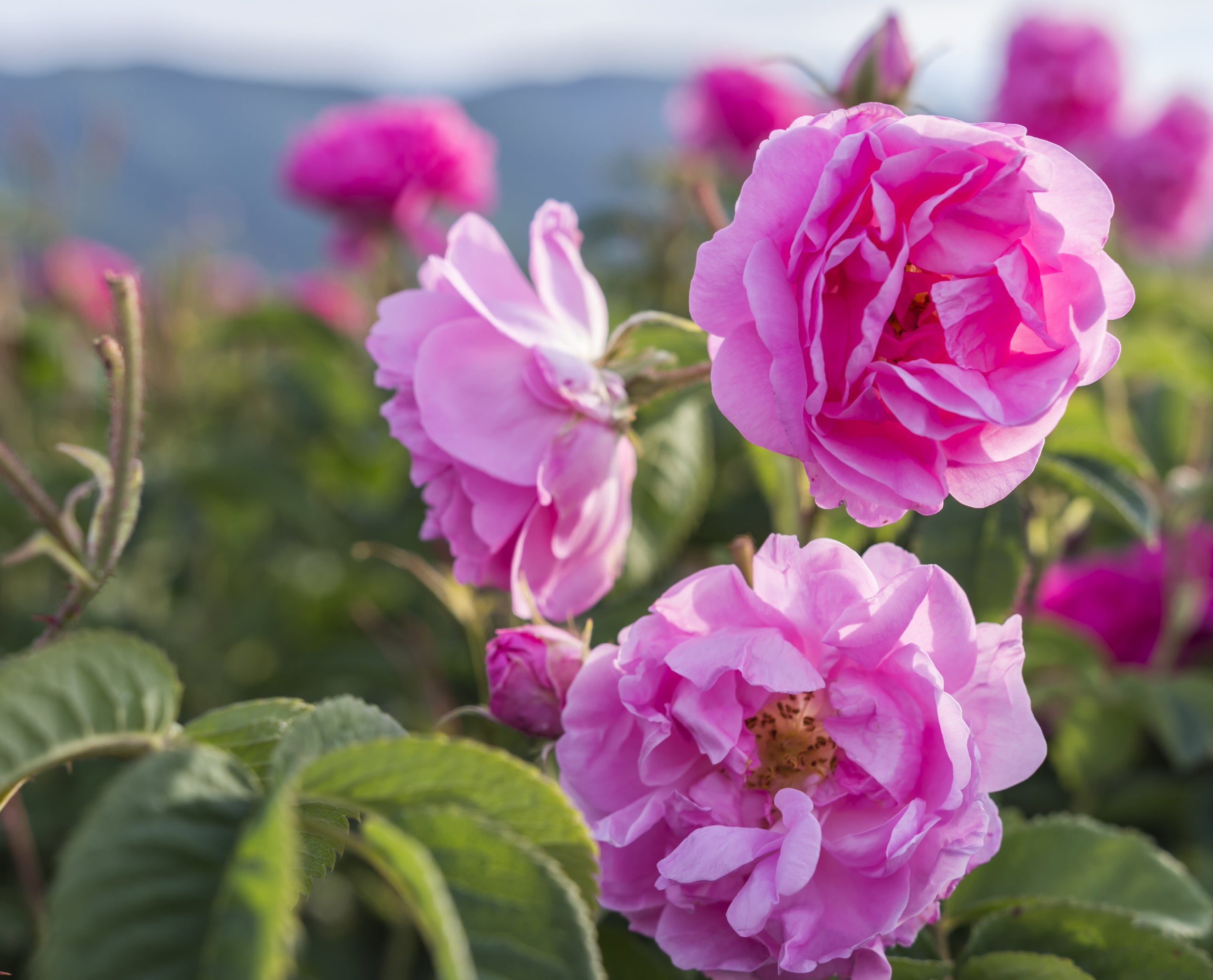 Damask Rose Flower Seeds - Heirloom Non GMO High Germination Premium Garden Seeds for Planting