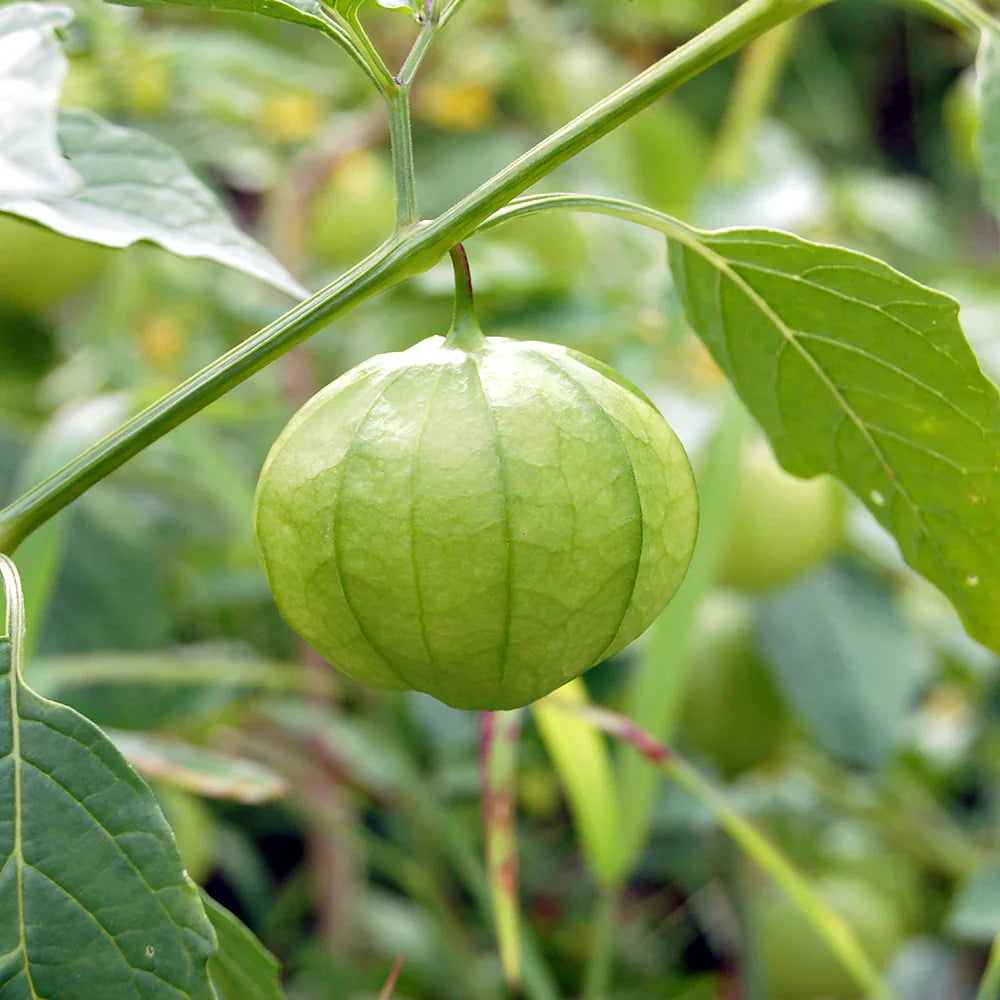 cream tomatillo fruit tangy for salsa Fruit Seeds