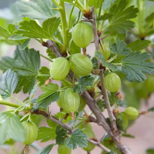 gooseberry whinhams industry fruit tart berries Fruit Seeds