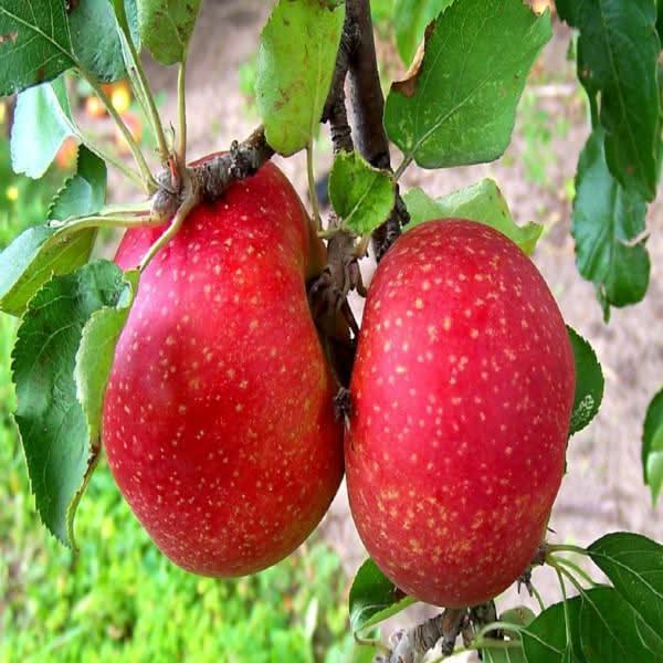 esopus spitzenburg apple fruit fresh crisp green apples to grow in your backyard Fruit seeds