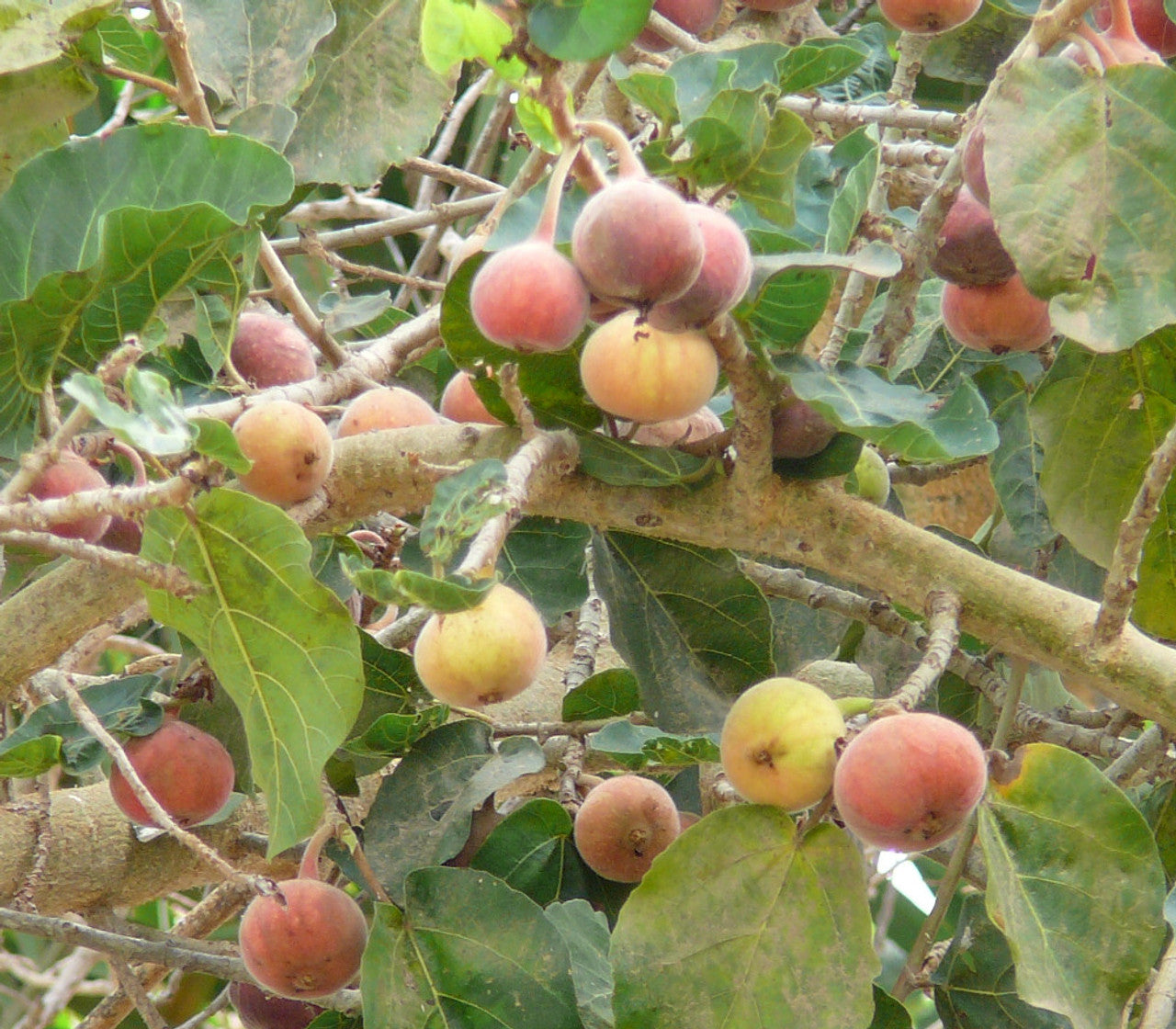 sycomore fig mulberry ficus sycomorus rare Fruit Seeds