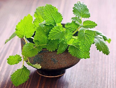 Mint Plant Seeds for Planting and Growing Green herb seeds - home gardening, heirloom garden seeds