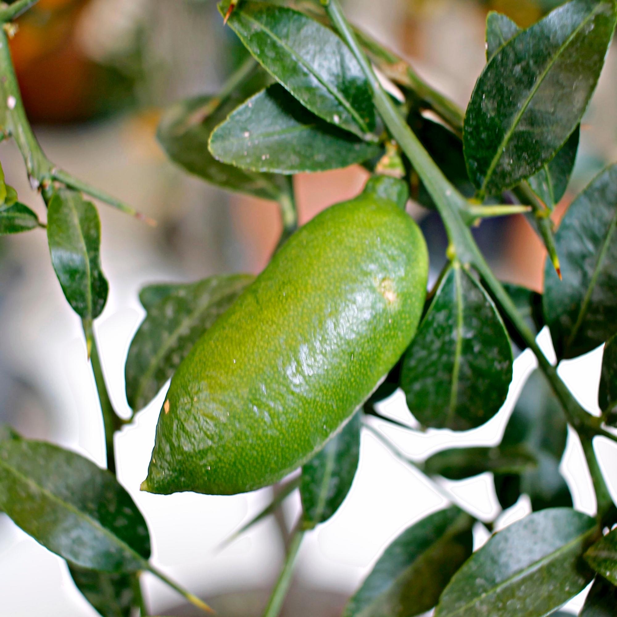 Alstonville Finger Lime Fruit And Flavorful Varieties Fruit Seeds