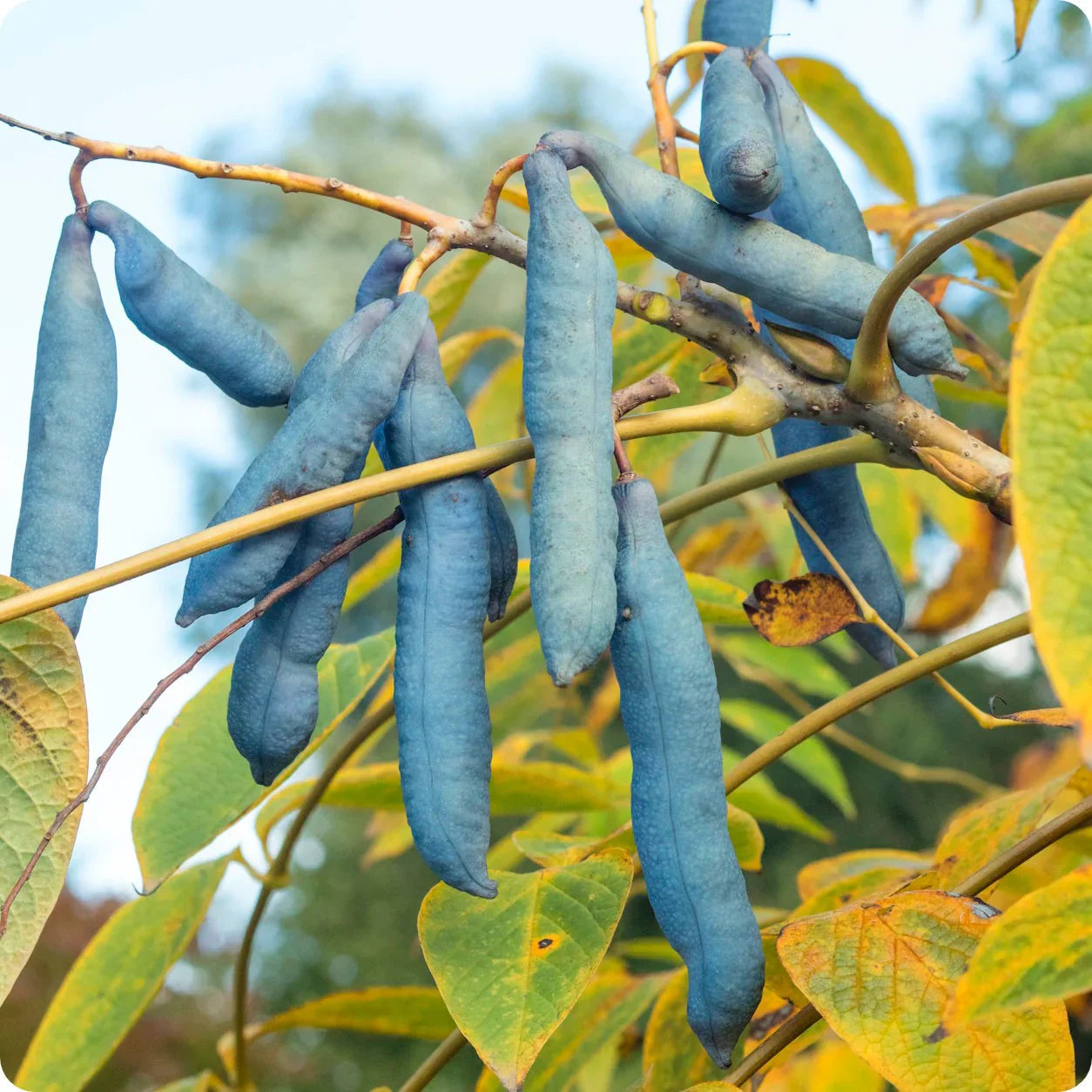 blue sausage fruit unique and exotic Fruit Seeds