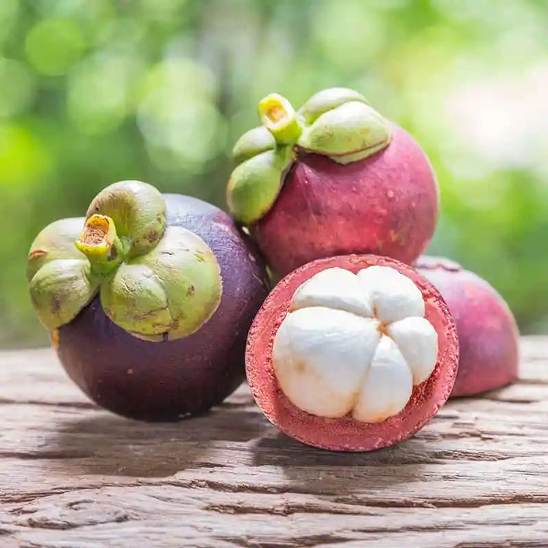 mangosteen fruit sweet and tropical for Fruit Seeds