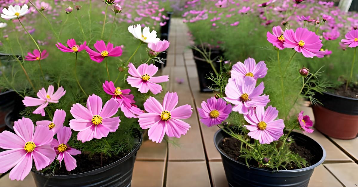 Pink Organic Cress Flower Seeds