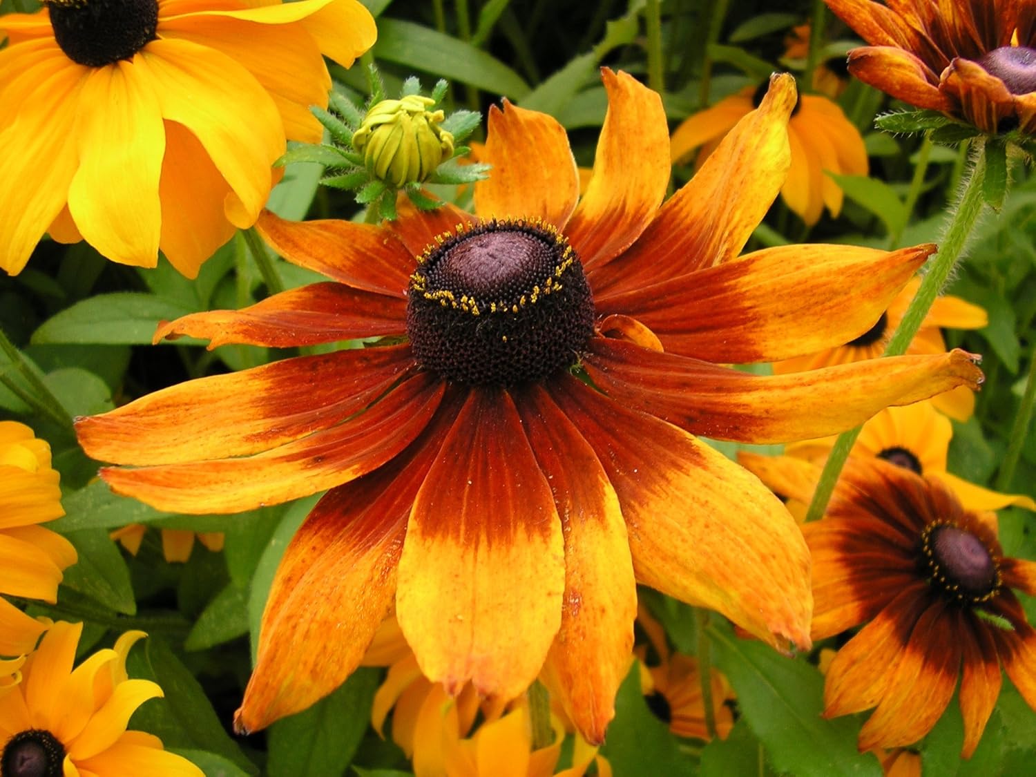 Yellow Giant Rudbeckia Flower Seeds