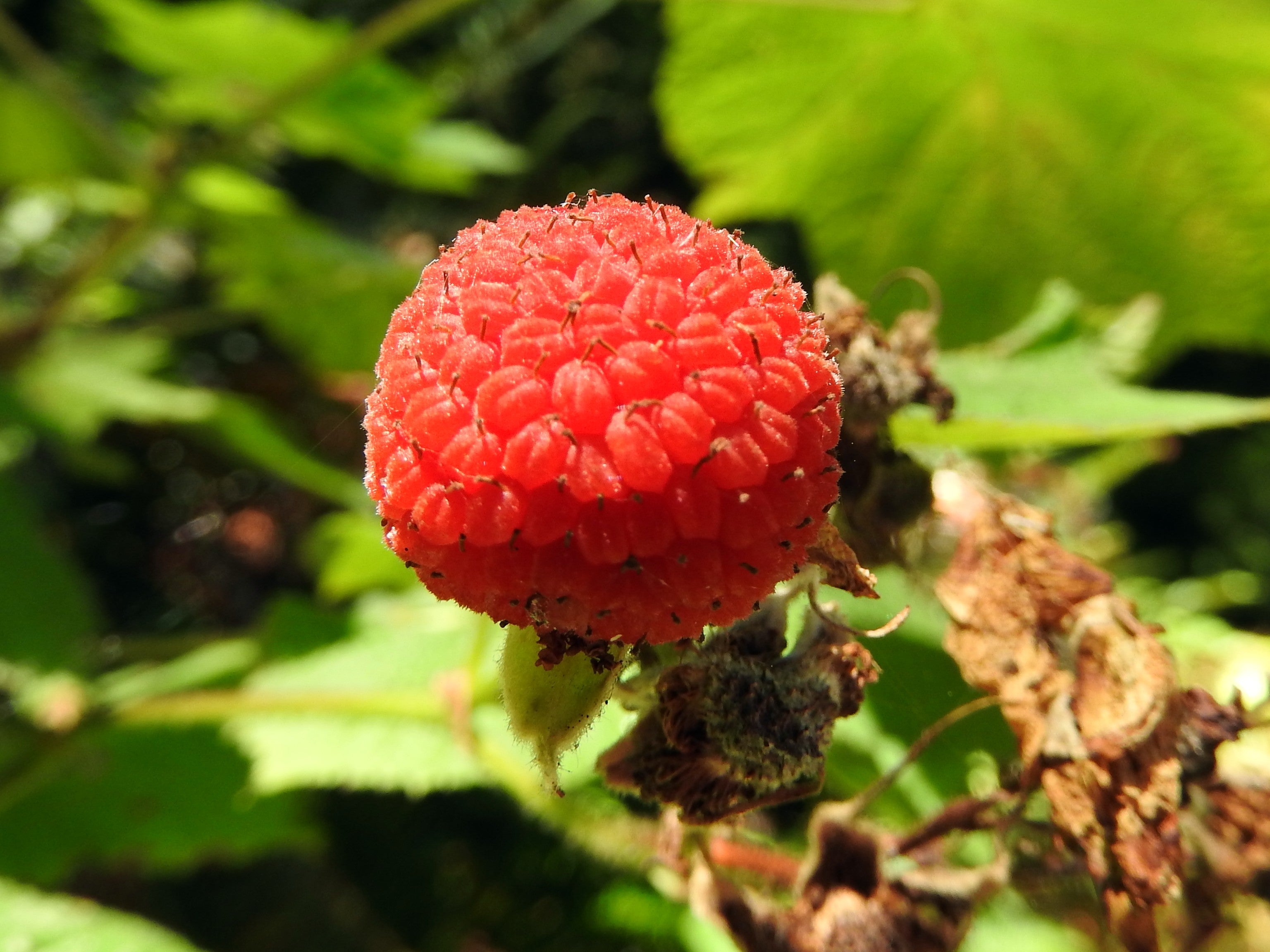 Thimbleberry Fruit Tangy And Tart Wild Berries Heirloom Non Gmo Fruit Seeds